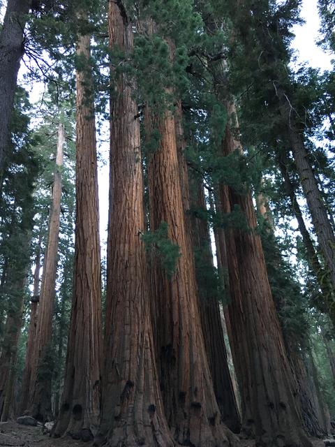 sequoia