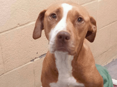 This Pitbull Wouldn’t Leave The Shelter Without The Chihuahua He Was Protecting And What Happened Next Will Melt Your Heart