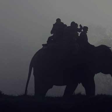 The Unedited Truth Behind Elephant Tourism In Asia And The Importance Of Educating Yourself