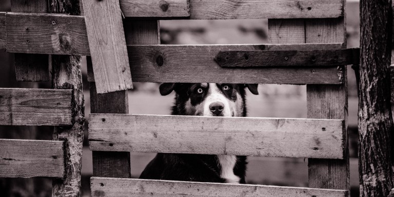 22 Pet Owners Reveal The Creepiest Thing They Caught Their Animal Doing