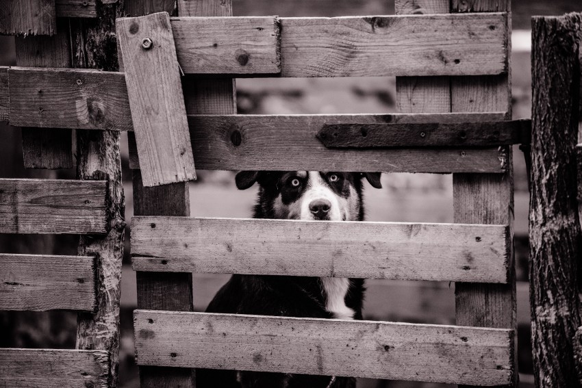 22 Pet Owners Reveal The Creepiest Thing They Caught Their Animal Doing