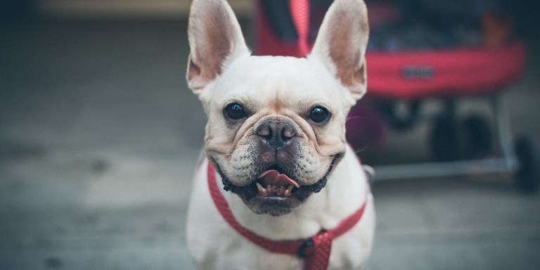21 Ridiculously Mundane Things Your Dog Does That You’re Unapologetically Obsessed With