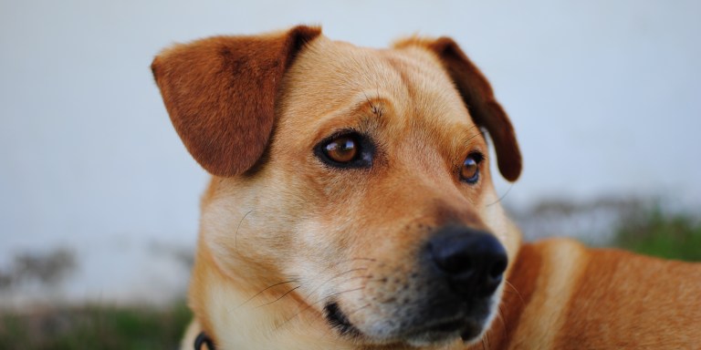 Why We Need To Stop Shaming People For Buying Their Dogs Instead Of Adopting