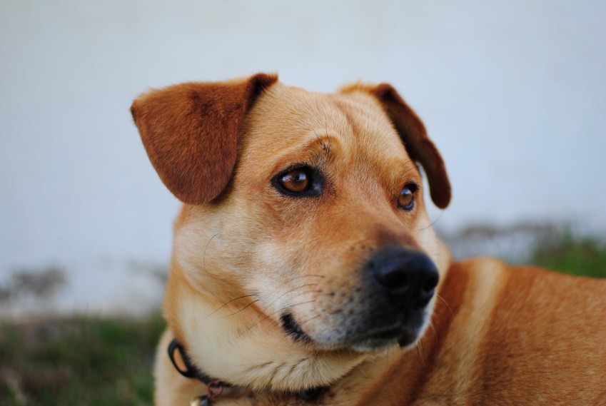 Why We Need To Stop Shaming People For Buying Their Dogs Instead Of Adopting