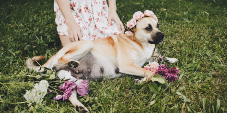 This Woman’s Maternity Shoot For Her ‘Best Friend’ Is Super Extra And Everyone On Twitter Is Loving It