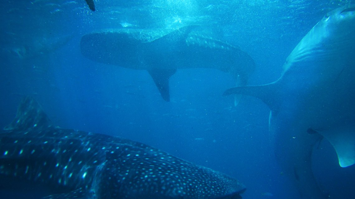 shark swims in murky water