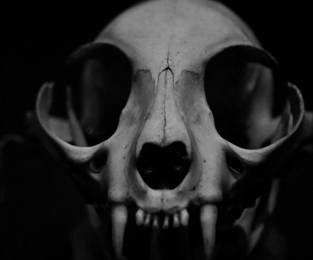 A scary skull