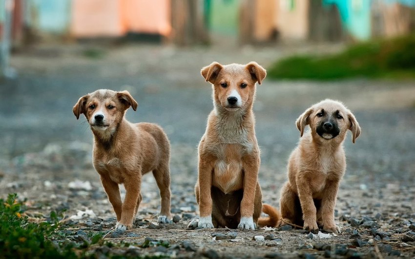 10 Horrifying Facts About Animal Testing That Will Completely Ruin Your Day