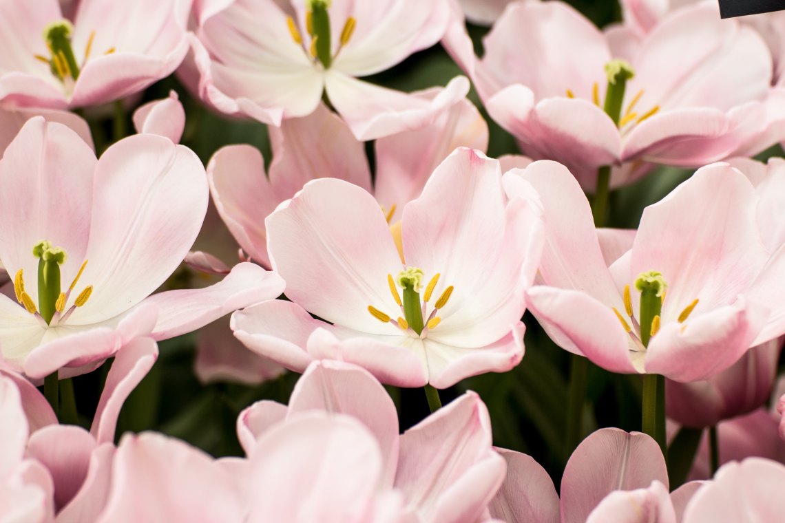beautiful pink flowers of hope