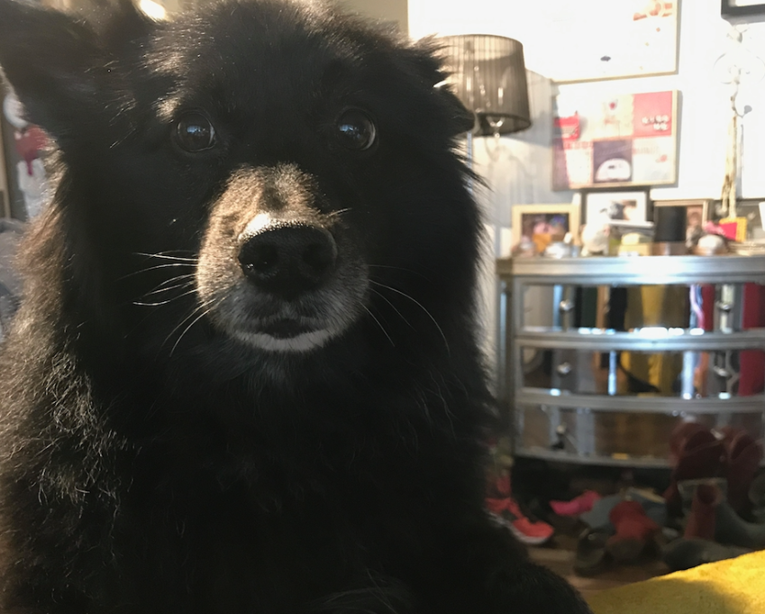 21 Things I Very Much Wish I Could Ask My Dog