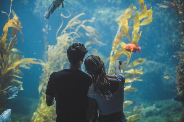couple at a fish tank looking in