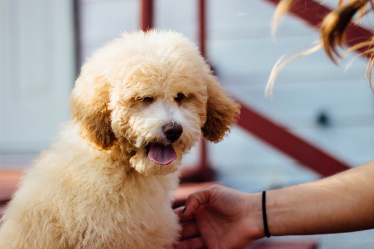 5 Too Real Reasons Why Your Dog Is Better Than A Significant Other Ever Will Be