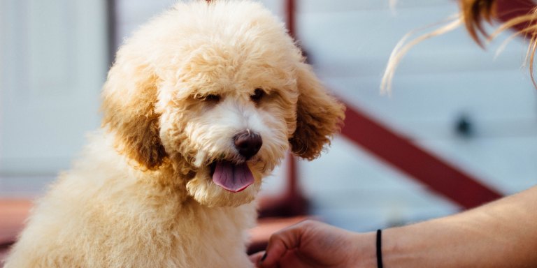 5 Too Real Reasons Why Your Dog Is Better Than A Significant Other Ever Will Be