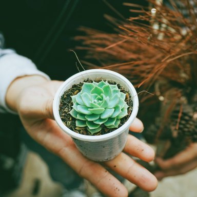 10 Reasons To Choose Plants Over People