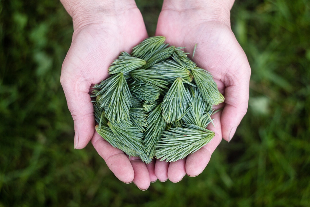 A person's cupped hands holding green branchlets of pine needles
