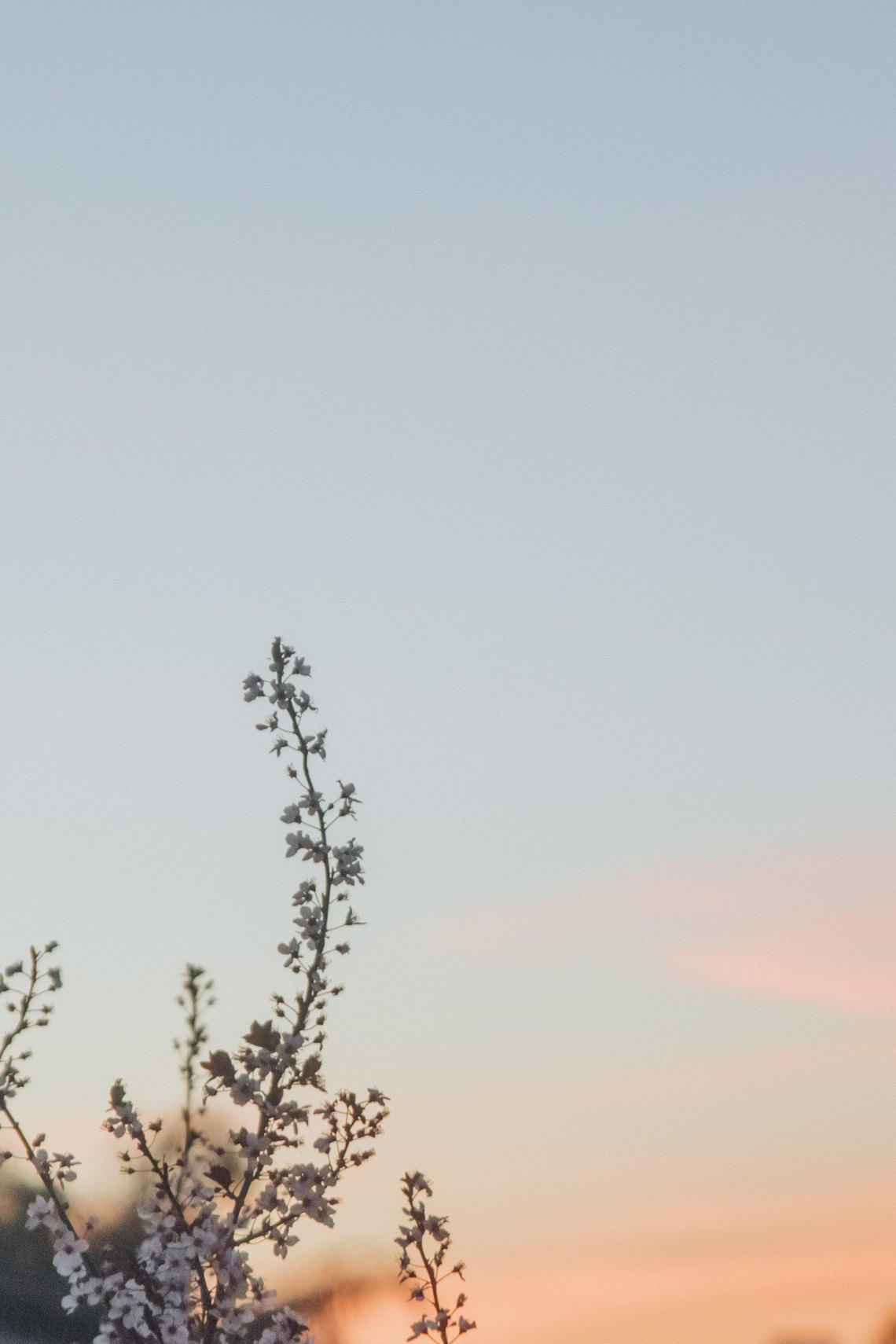 flowers at sunset