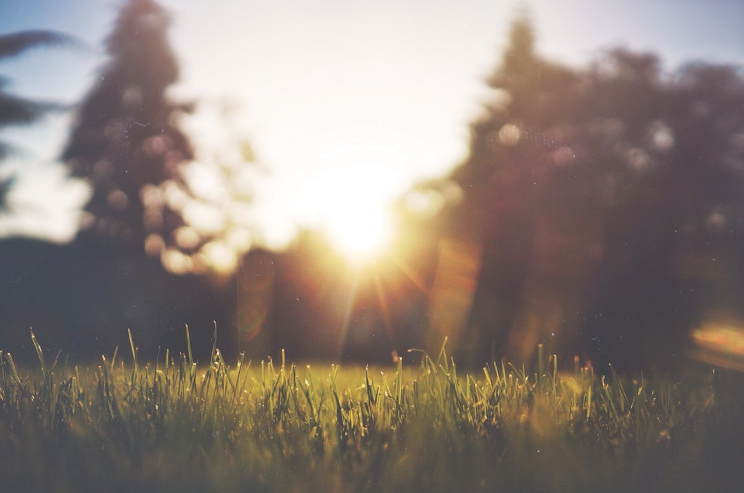 The grass and sun feature in perfect morning picture. Nature can't be more beautiful