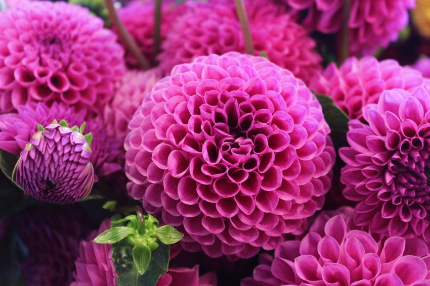 These Flowers Only Grow From Corpses, And Here’s What Happens When They’re Planted Without One