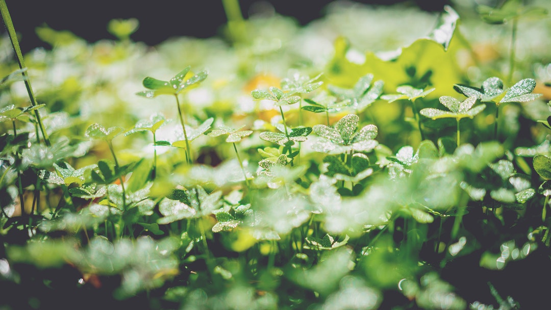A macro shot of a cluster of dew-covered clovers under morning sunlight