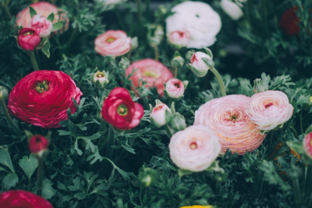 A pale shot of red and pink flowers in a garden