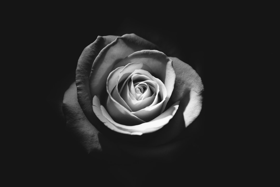Black and white rose fully bloomed against a black background