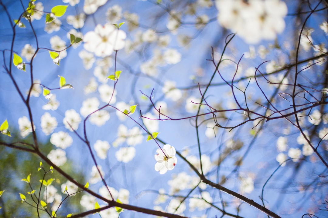 White blossom flowers in branches and blue sky in Spring, Raleigh