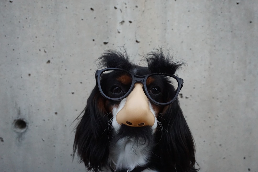 A dog wearing a disguise mask with glasses, a large nose and moustache