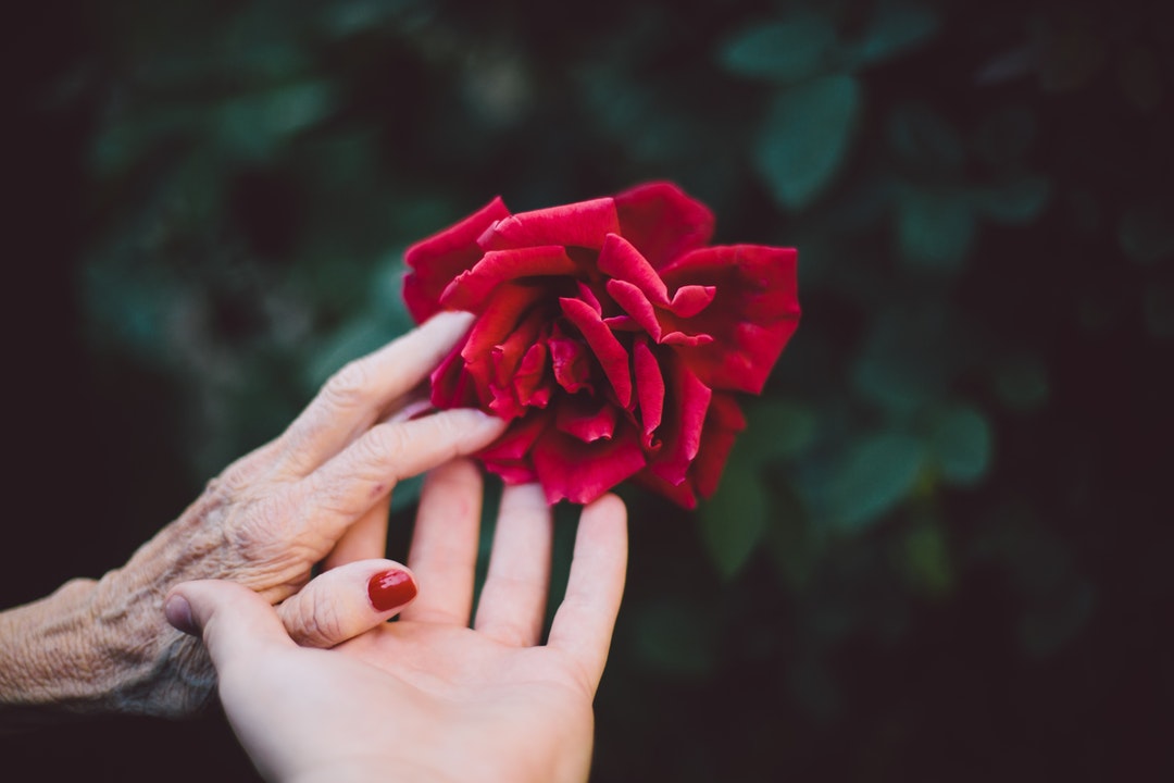 Hands of a young woman and old woman meet gently to touch a rose