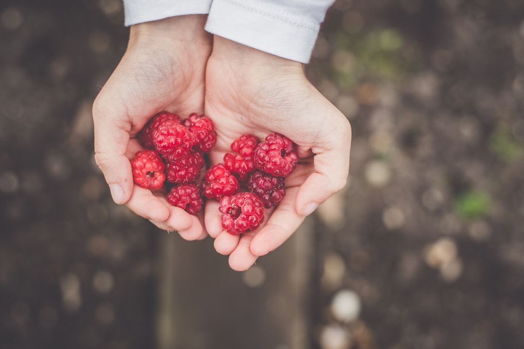 person holding cranberries