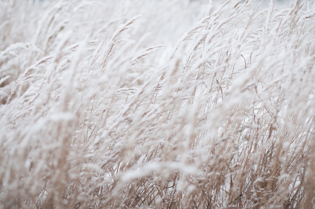 photography of white grass field