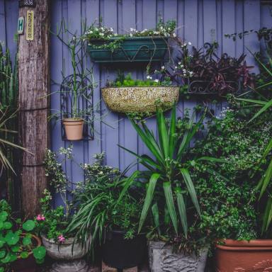 10 Reasons You Should Plant Your Own Garden