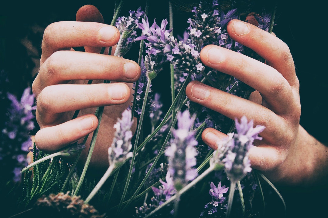 Close-up of a person's hands touching wild lavender flowers