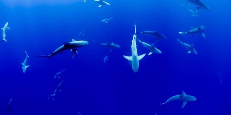 I Was Terrified Of Sharks, So I Swam In Shark-Infested Waters