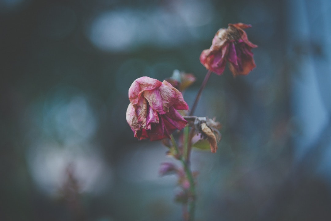 Close-up of wilting rose flowers