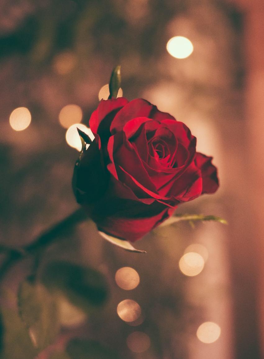 Read This If You Are Still Searching For The Right One