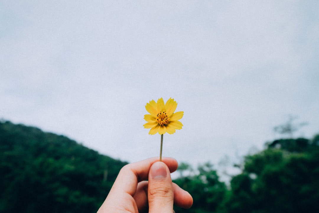 A person's hand holding up a small yellow flower
