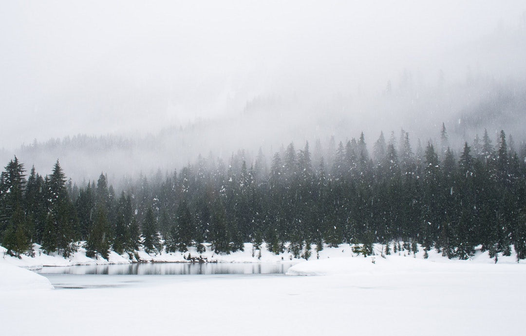 An evergreen landscape shot capturing a foggy, snowy day at a large mountain forest
