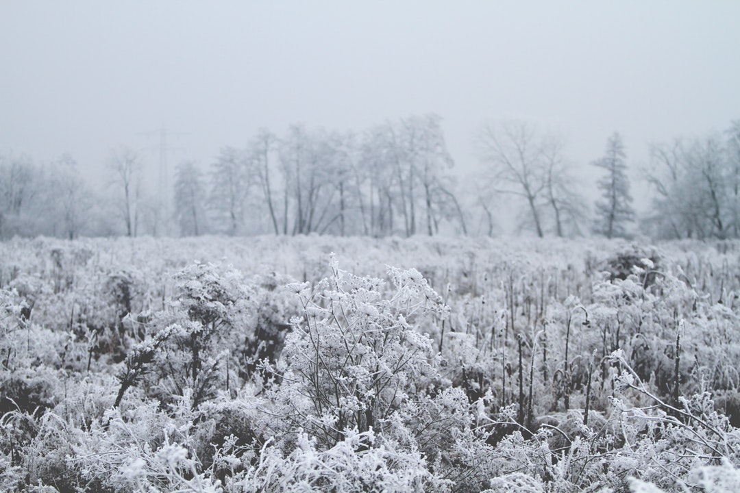 A frozen meadow dotted by trees at Neumühl