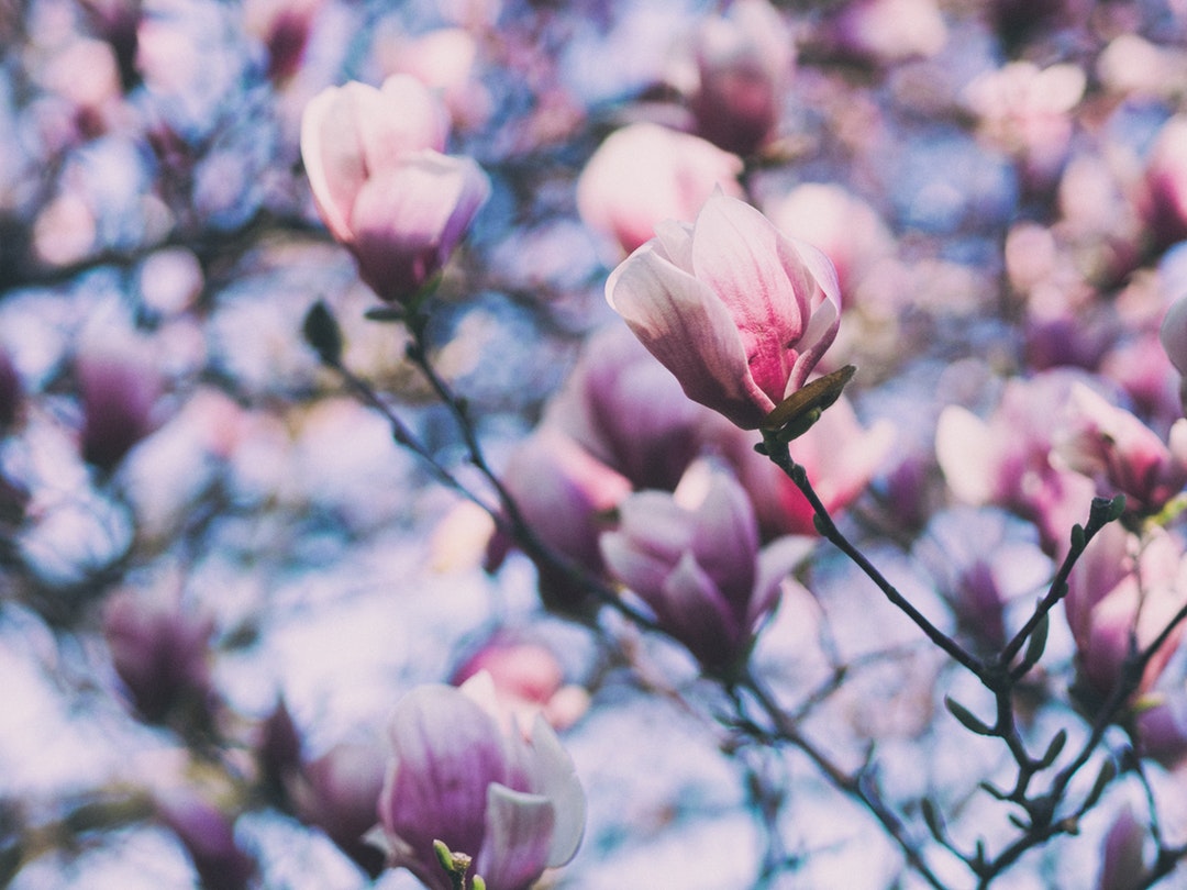 Close up of magnolia tree and magnolia flowers in Spring