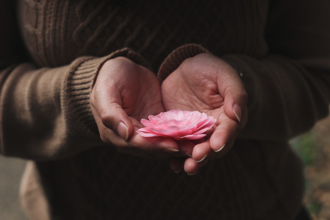A person's cupped hands holding a delicate pink flower