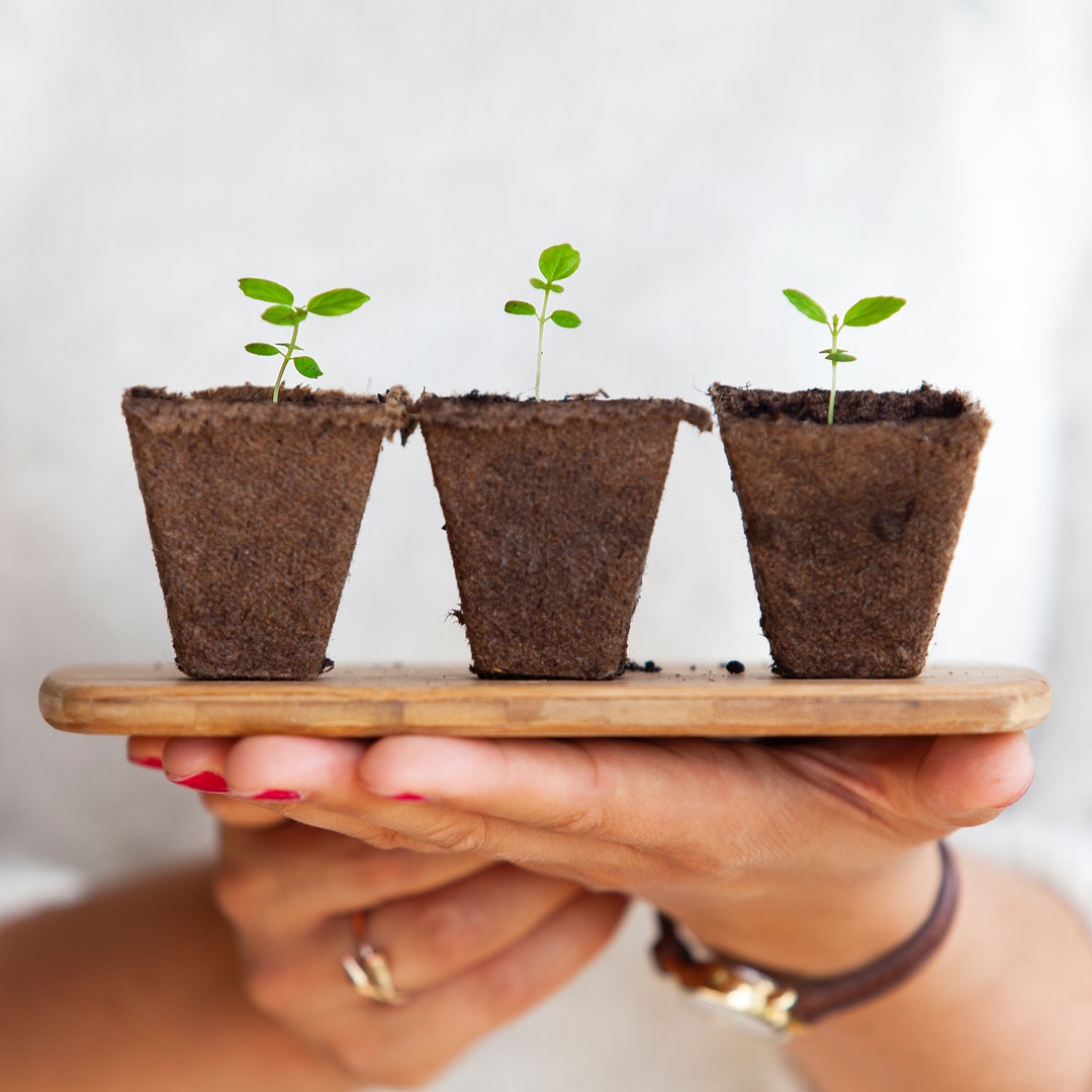 A person holding a wooden board with three small plants taken out of their pots