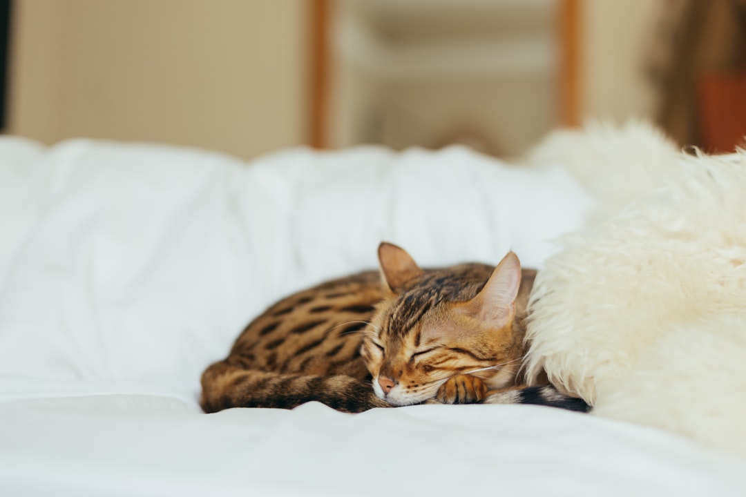 A cat with spotted ginger fur sleeping peacefully on a comfortable bed