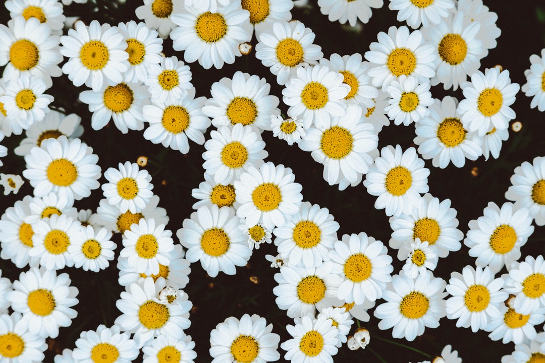 An overhead shot of a bed of chamomile flowers