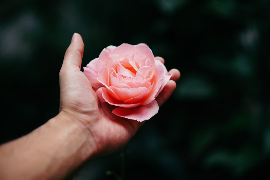A light pink rose flower in a person's hands
