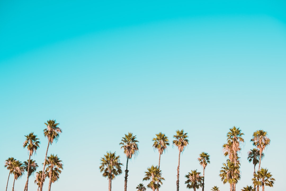 Tall palm trees against a light blue sky