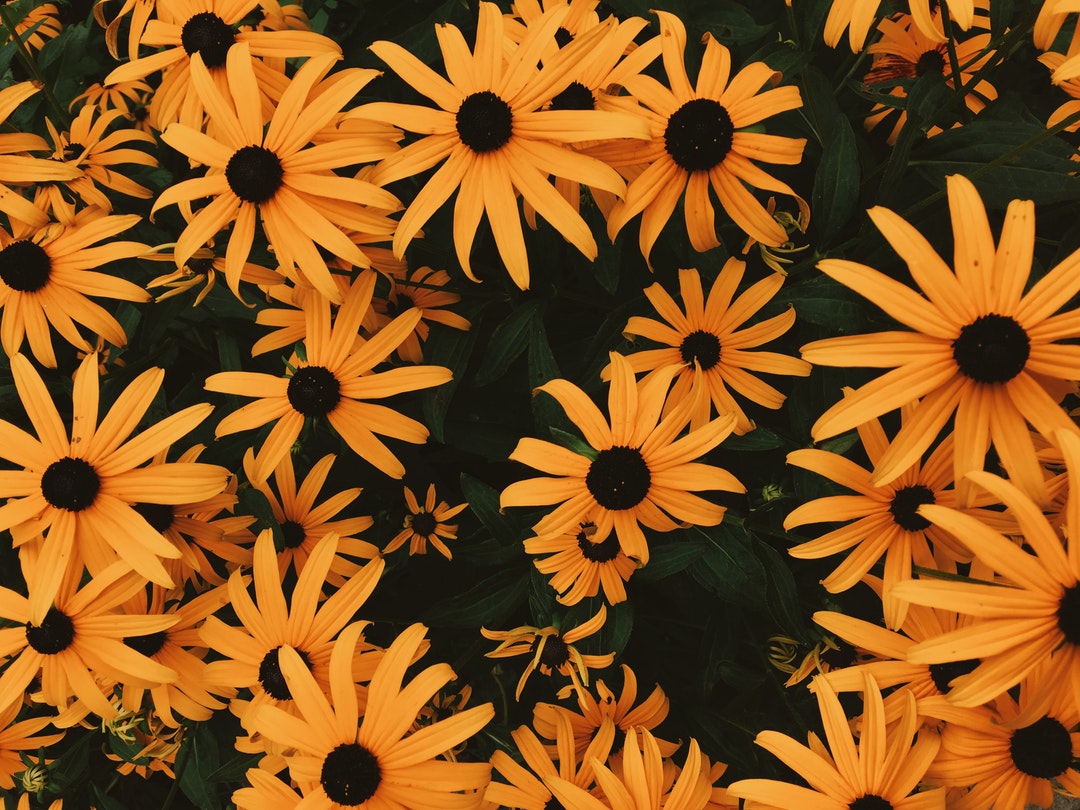 Black Eyed Susan flowers in Valparaiso