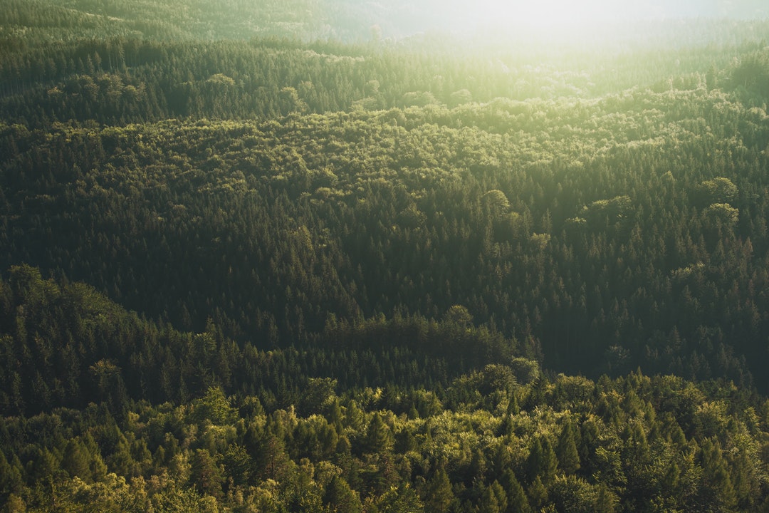 Sun shines on the horizon over a green forest landscape