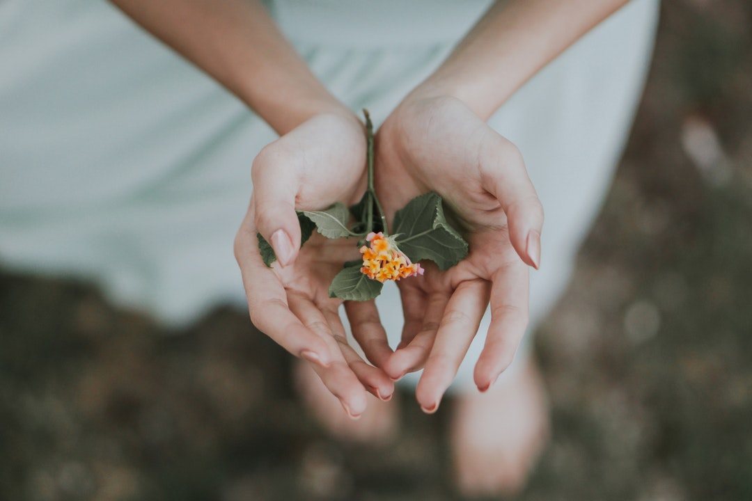 person holding yellow petaled flowers