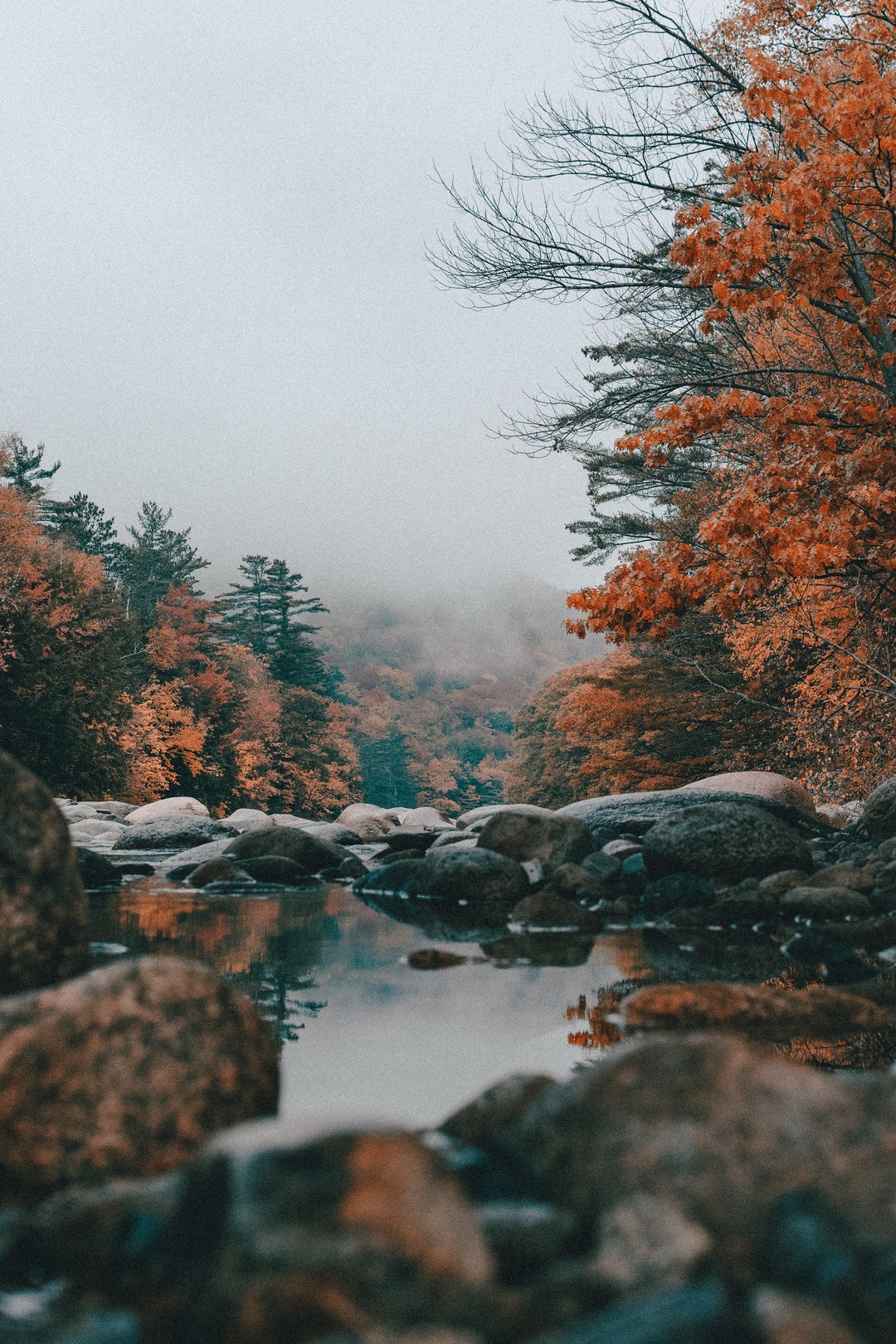 low-angle photography of rocks near body of water and red tree