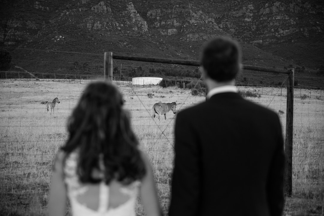 grayscale photography of man and woman in front of zebra